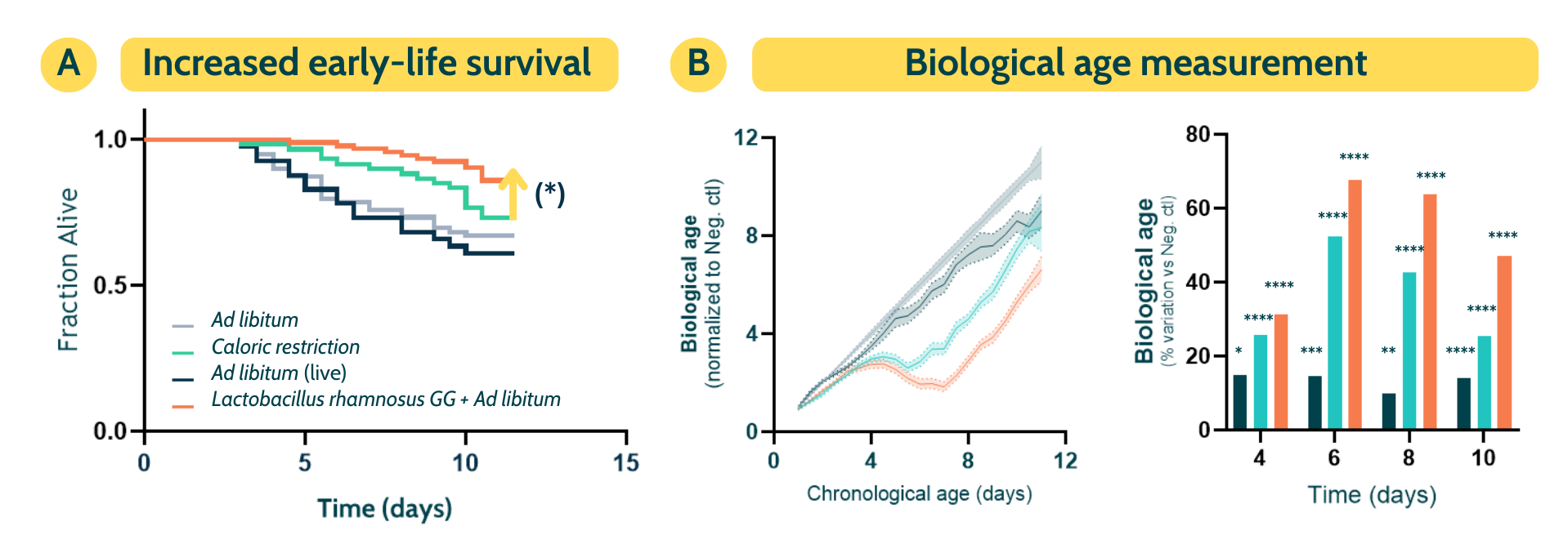 C. elegans lifespan and biological age analysis graphs demonstrating probiotic Lactobacillus rhamnosus effects on survival and aging biomarkers.